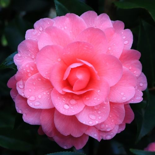 Camellia x williamsii 'Hari Withers'