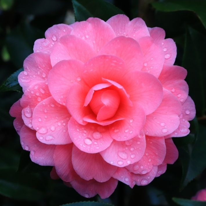 Camellia x williamsii 'Hari Withers'