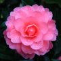Camellia x williamsii 'Hari Withers'