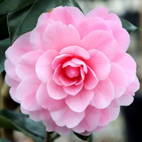 Camellia x williamsii 'Hari Withers'