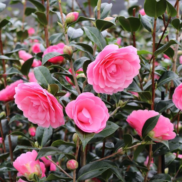 Camellia x williamsii 'Hari Withers'