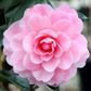 Camellia x williamsii 'Hari Withers'