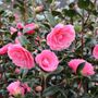 Camellia x williamsii 'Hari Withers'