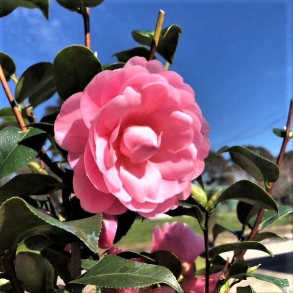 Camellia x williamsii 'Hari Withers'