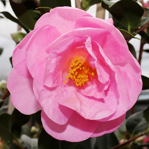 Camellia x williamsii  'Lady Gowrie'