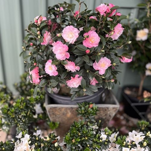 Camellia x williamsii 'Spring Surprise' Ball