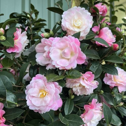 Camellia x williamsii 'Spring Surprise' Ball