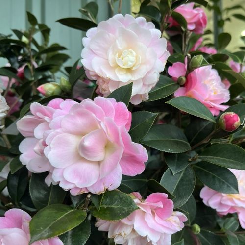 Camellia x williamsii 'Spring Surprise' Ball