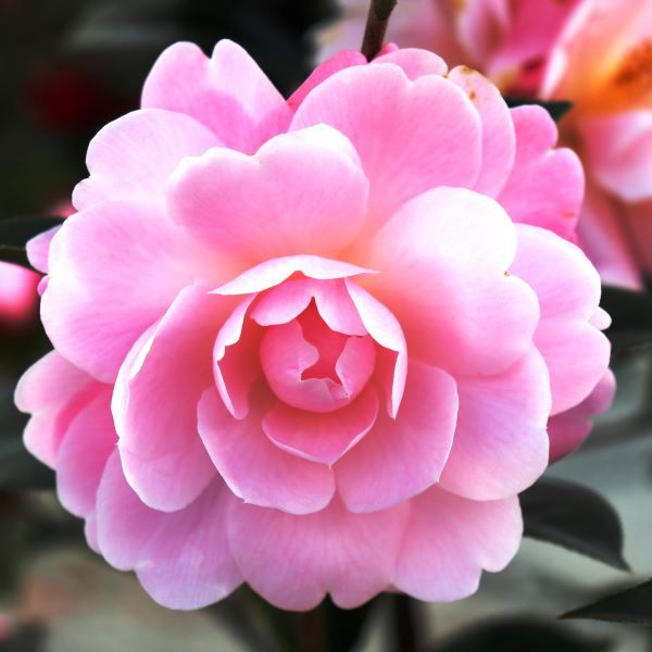 Camellia x williamsii 'Spring Surprise' Ball