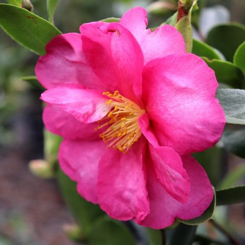 Camellia hiemalis 'Hiryu'