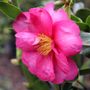 Camellia hiemalis 'Hiryu'