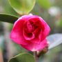 Camellia hiemalis 'Hiryu'