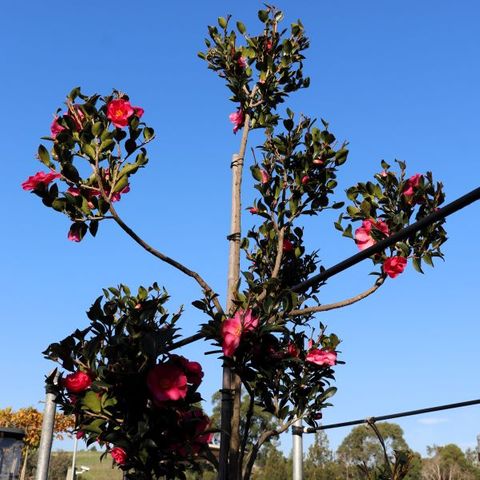 Camellia hiemalis 'Hiryu' Cloud