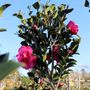 Camellia hiemalis 'Hiryu' Cloud