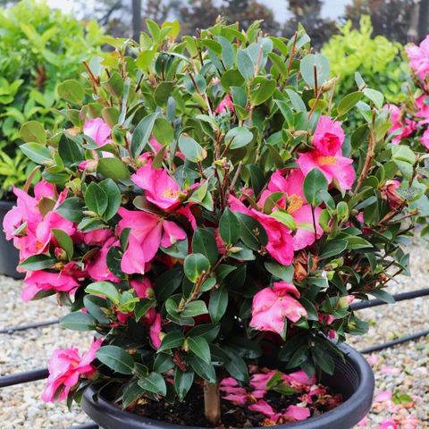 Camellia hiemalis 'Hiryu' Ball