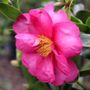 Camellia hiemalis 'Hiryu' Ball