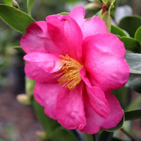 Camellia hiemalis 'Hiryu' Ball