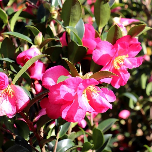 Camellia hiemalis 'Hiryu' Trellis