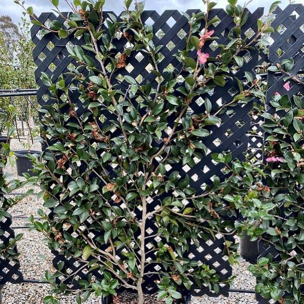 Camellia hiemalis 'Hiryu' Trellis