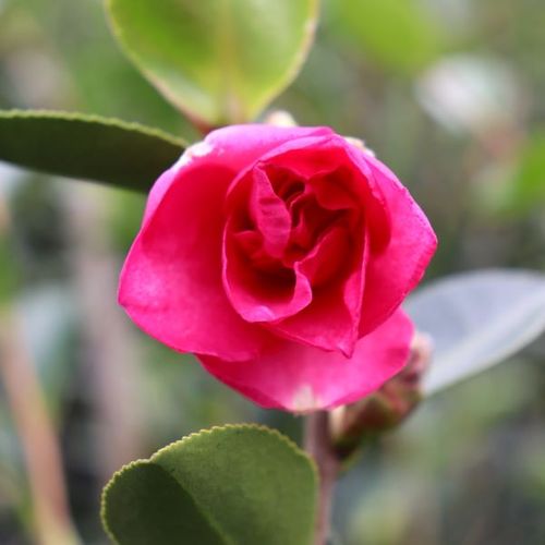 Camellia hiemalis 'Hiryu' Trellis