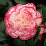 Camellia japonica 'Margaret Davis'