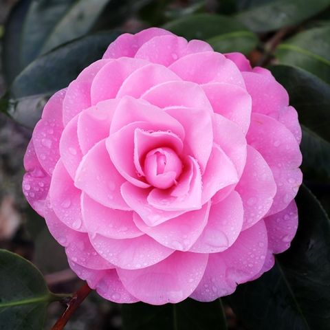 Camellia japonica 'Betty Ridley'