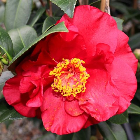 Camellia japonica 'Bob Hope'