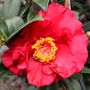 Camellia japonica 'Bob Hope'