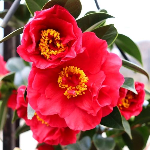 Camellia japonica 'Bob Hope'