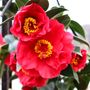 Camellia japonica 'Bob Hope'