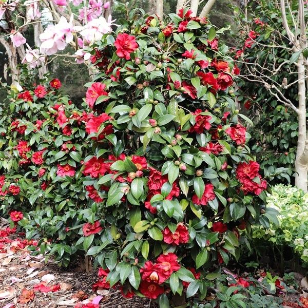 Camellia japonica 'Bob Hope'