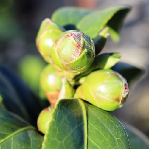 Camellia japonica 'Bob Hope'