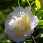 Camellia japonica 'Brushfields Yellow'