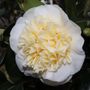 Camellia japonica 'Brushfields Yellow'