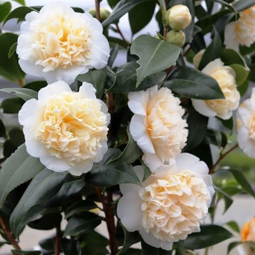 Camellia japonica 'Brushfields Yellow'