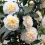 Camellia japonica 'Brushfields Yellow'