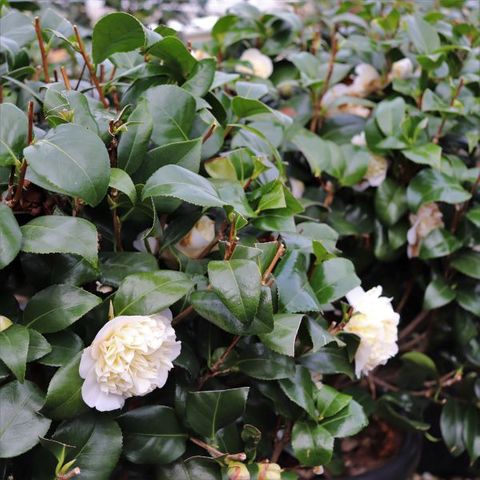 Camellia japonica 'Brushfields Yellow' Ball