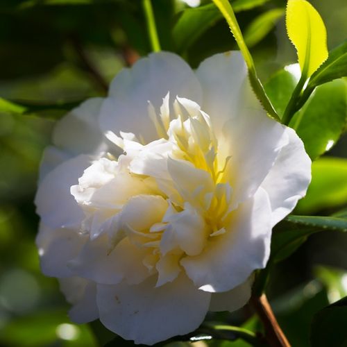 Camellia japonica 'Brushfields Yellow' Ball