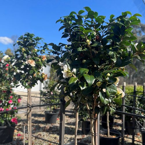 Camellia japonica 'Brushfields Yellow' Standard