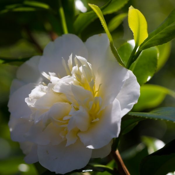 Camellia japonica 'Brushfields Yellow' Standard - Warners Nurseries