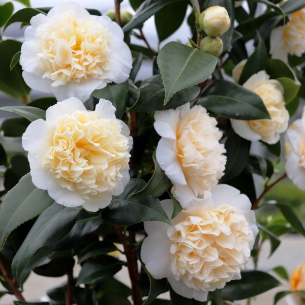 Camellia japonica 'Brushfields Yellow' Standard