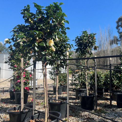 Camellia japonica 'Brushfields Yellow' Standard