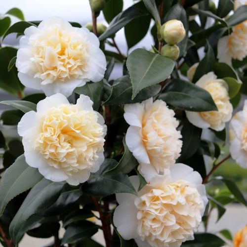 Camellia japonica 'Brushfields Yellow' Trellis