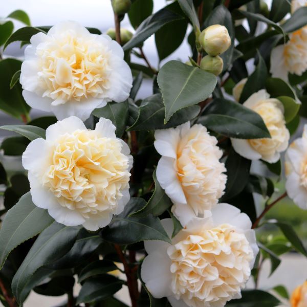 Camellia japonica 'Brushfields Yellow' Trellis
