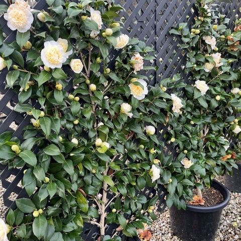 Camellia japonica 'Brushfields Yellow' Trellis