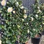 Camellia japonica 'Brushfields Yellow' Trellis