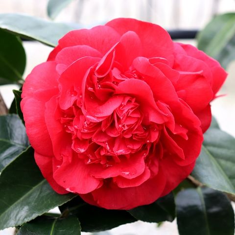 Camellia japonica 'Grand Marshall'