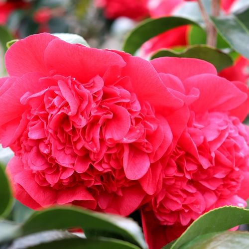 Camellia japonica 'Grand Marshall'