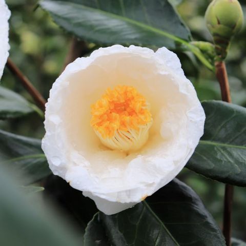 Camellia japonica 'Lovelight'