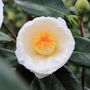 Camellia japonica 'Lovelight'